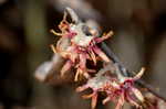 Ozark witch-hazel